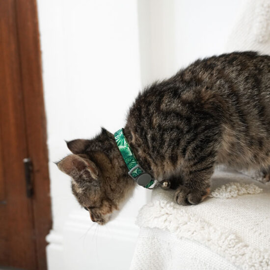 A cat wearing a Dan & Sam Lahana collar with a bell
