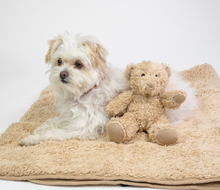 Litle dog on blanket with a teddy bear