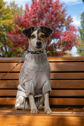 dog wearing knitted jumper outdoors