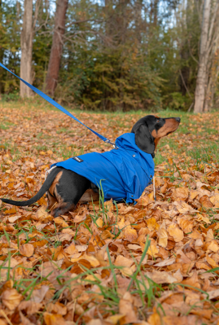 Dachshund enjoying the outdoors in a Dan and Sam raincoat
