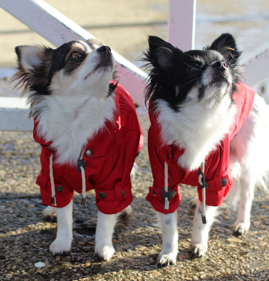 Chihuahuas outdoors in Dan and Sam raincoats
