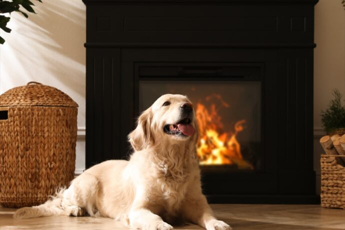 Dog enjoying a warm fireplace