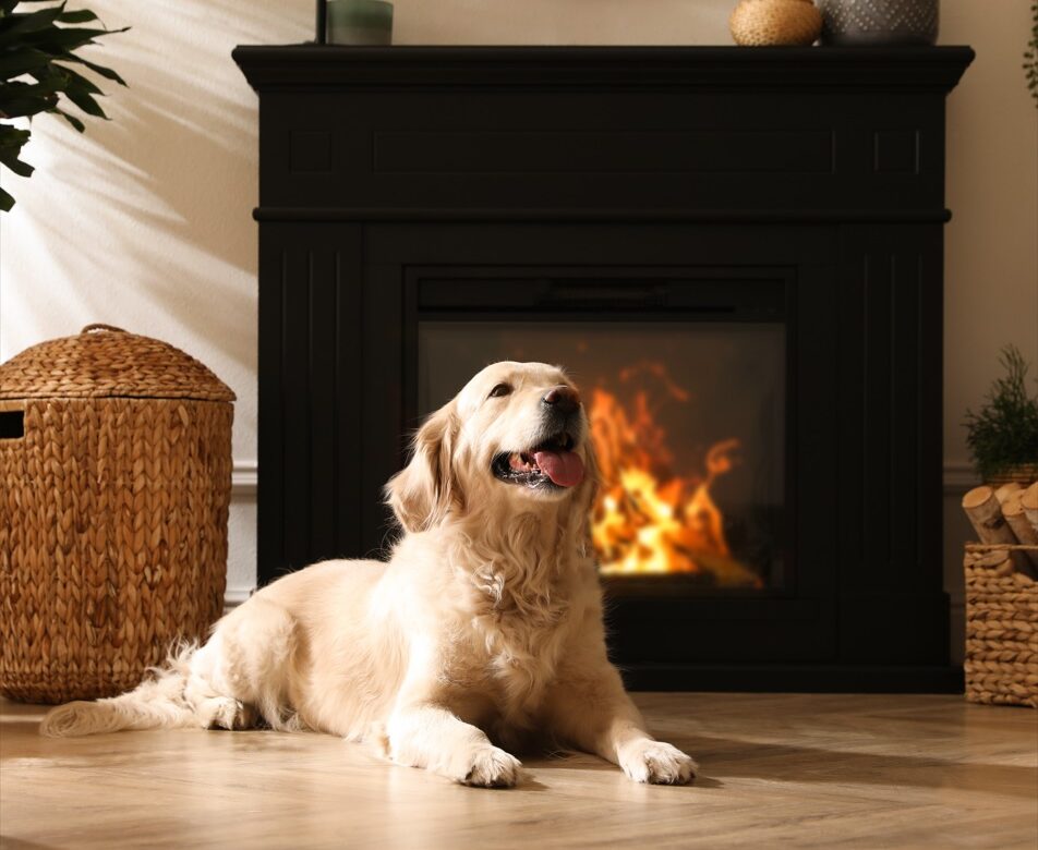 Dog enjoying a warm fireplace